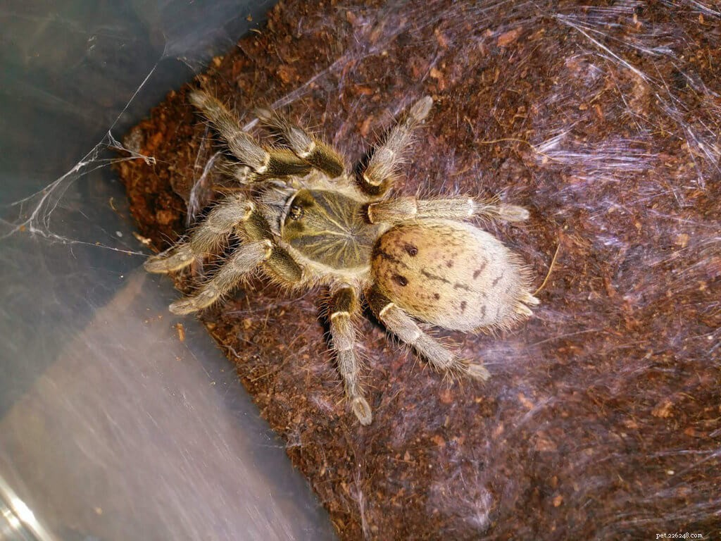 Pterinochilus lugardi Care Guide: Breeding, Enclosure, and Health Tips for the Fort Hall Tarantula