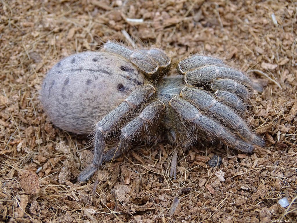 Pterinochilus lugardi Care Guide: Breeding, Enclosure, and Health Tips for the Fort Hall Tarantula