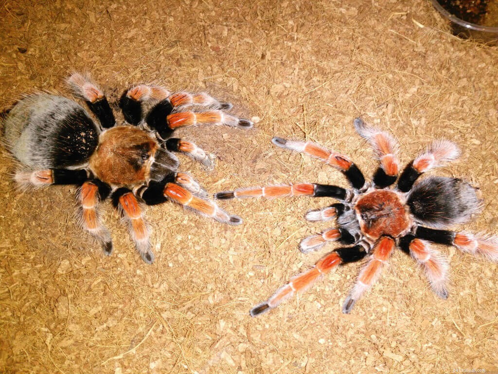 Can Two Tarantulas Live Together? A Professional Guide to Co-Habitation
