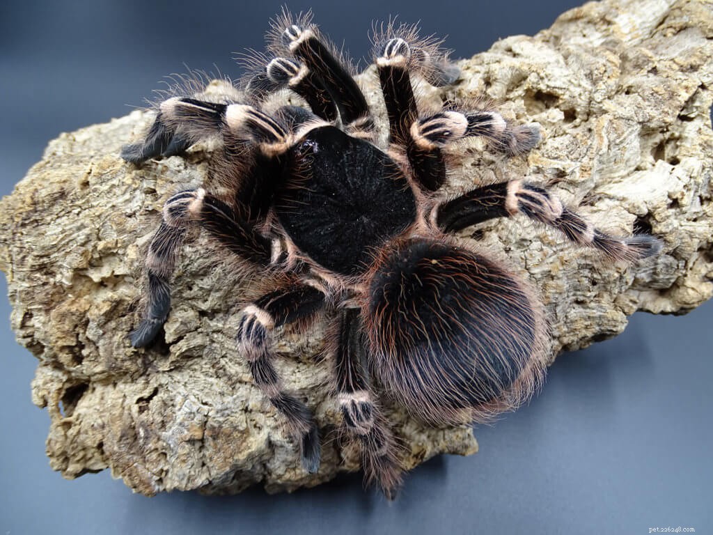 What Causes Tarantula Hair Loss and What It Means for Their Health