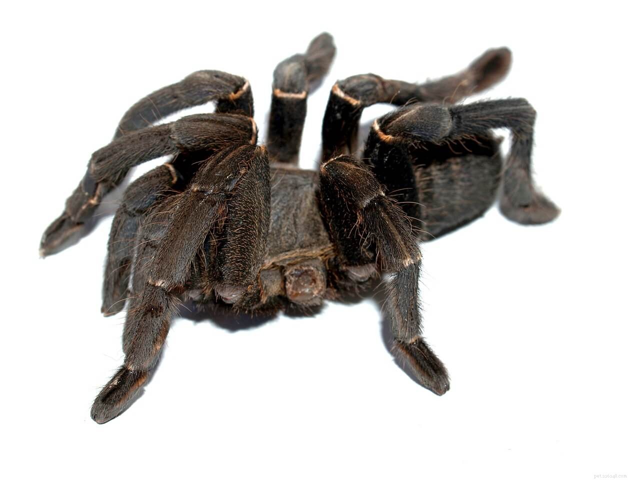 Top Tarantula Heaters: Expert Guide to Optimal Heating