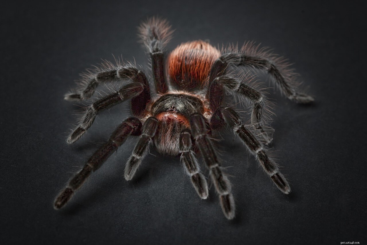 Top Tarantula Heaters: Expert Guide to Optimal Heating
