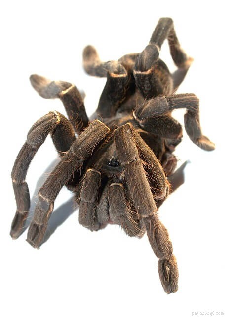 Top Tarantula Heaters: Expert Guide to Optimal Heating