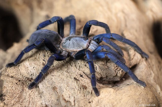 Do Tarantulas Require Light? Key Insights for Care