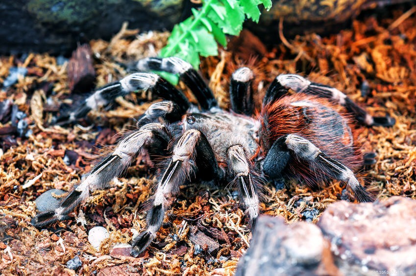 Why Your Tarantula Keeps Climbing: A Guide to Arboreal and Ground‑Dwelling Behavior