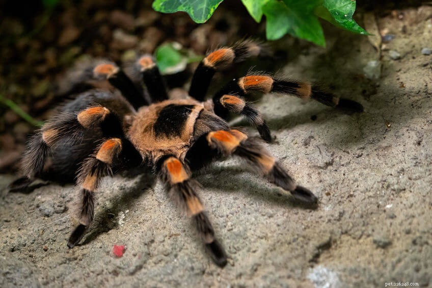 Do Tarantulas Consume Fruit? Debunking Myths and Understanding Their Diet