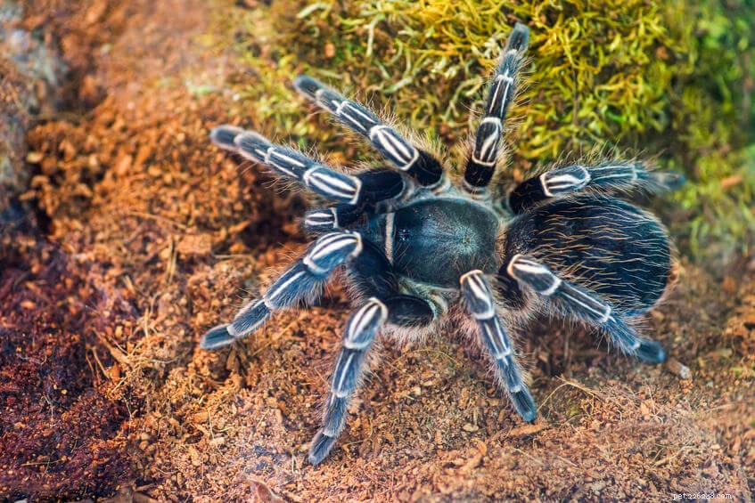 How and Why Tarantulas Shed Their Skin: Growth, Renewal & Regeneration