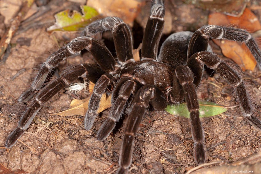Do Tarantulas Bite? What You Need to Know About Their Behavior and Safety