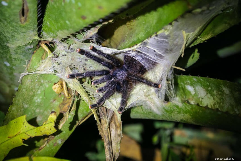 Can Tarantulas Really Jump? Understanding Which Species Can Leap