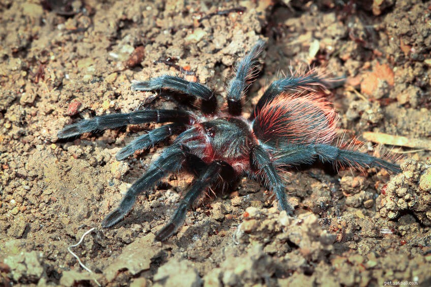 Understanding Tarantula Molting: Growth, Regeneration, and Reproduction Explained