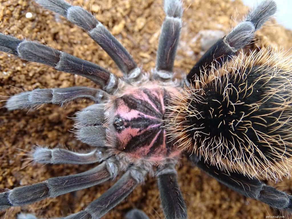 Tarantulas & Other Pets: Compatibility, Risks & Care