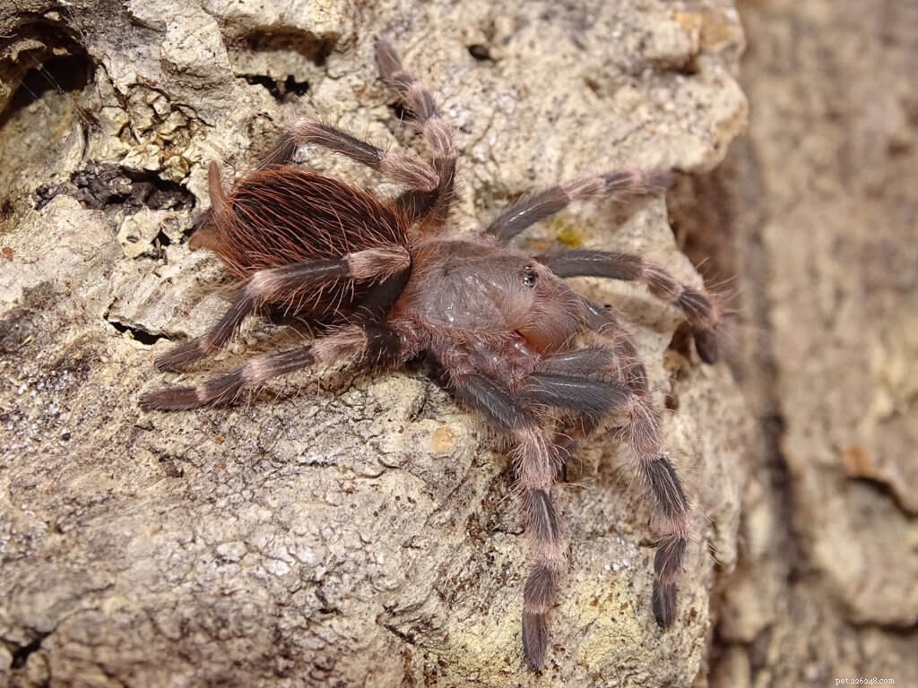 Nhandu Chromatus (Brazilian Red & White Tarantula) – Comprehensive Care Guide