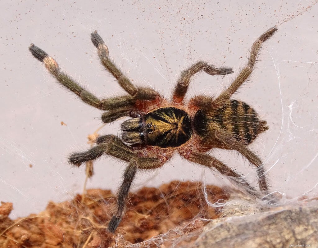 Neoholothele Incei (Trinidad Olive) Tarantula Care Guide: Housing, Feeding, and Habitat Tips
