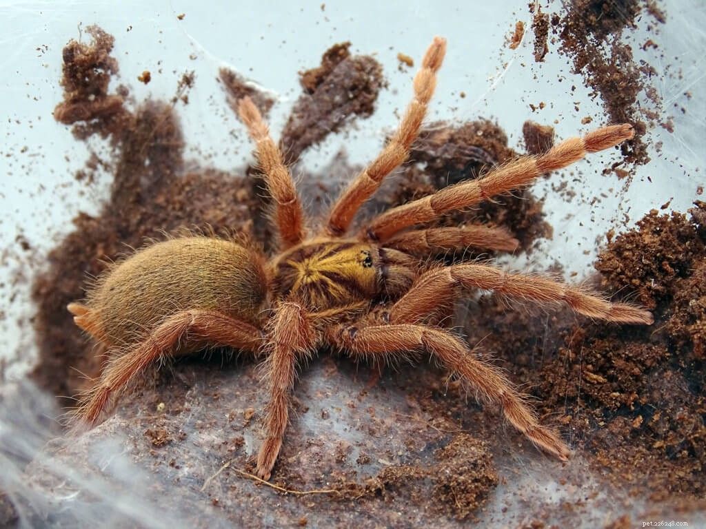 Neoholothele Incei (Trinidad Olive) Tarantula Care Guide: Housing, Feeding, and Habitat Tips
