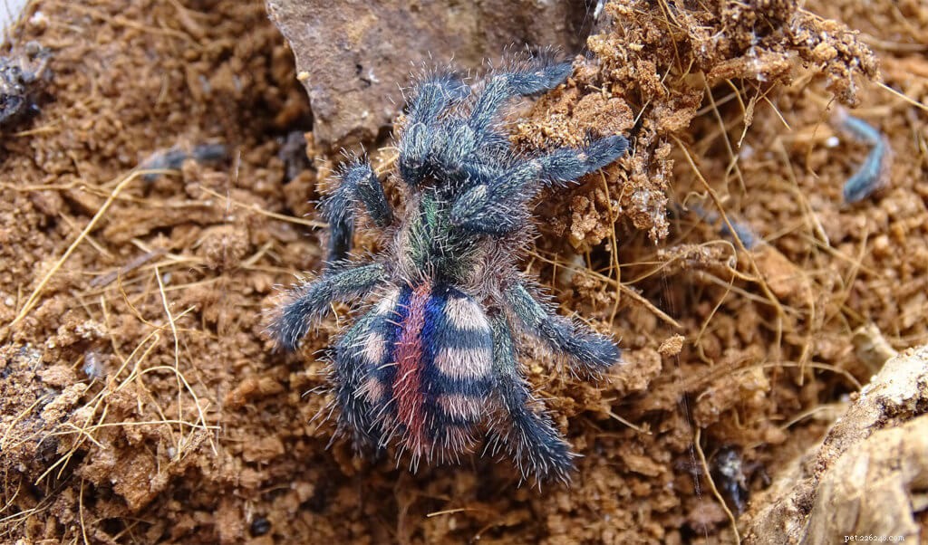 Ybyrapora diversipes Care Guide: Amazon Sapphire Pink Toe Tarantula Essentials