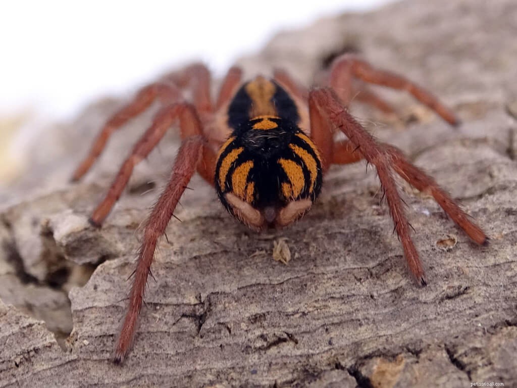 Care Guide for Hapalopus sp.  Pumpkin Patch  Tarantula (Colombia Large)