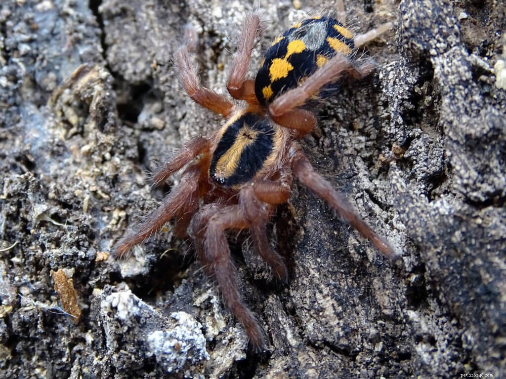 Care Guide for Hapalopus sp.  Pumpkin Patch  Tarantula (Colombia Large)
