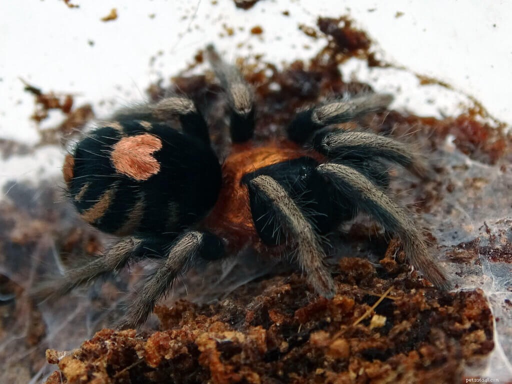 Expert Care Guide for Cyriocosmus elegans – The Trinidad Dwarf Tarantula