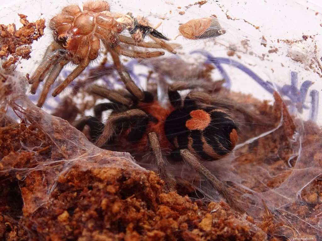 Expert Care Guide for Cyriocosmus elegans – The Trinidad Dwarf Tarantula