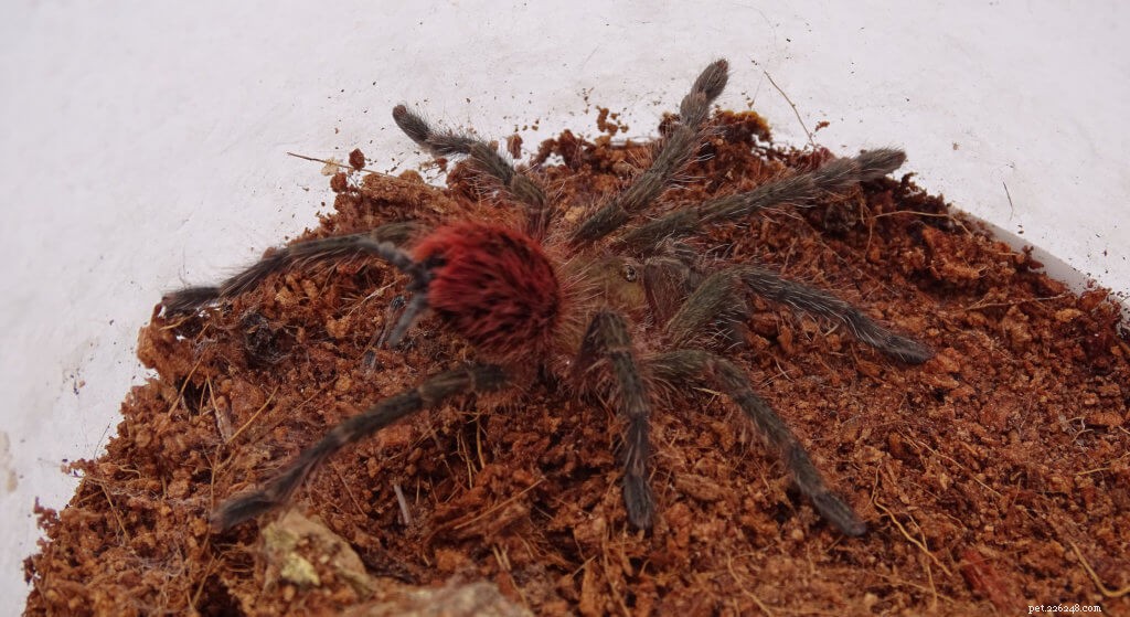 Thrixopelma ockerti (Peruvian Flame Rump): Care Guide & Highlights