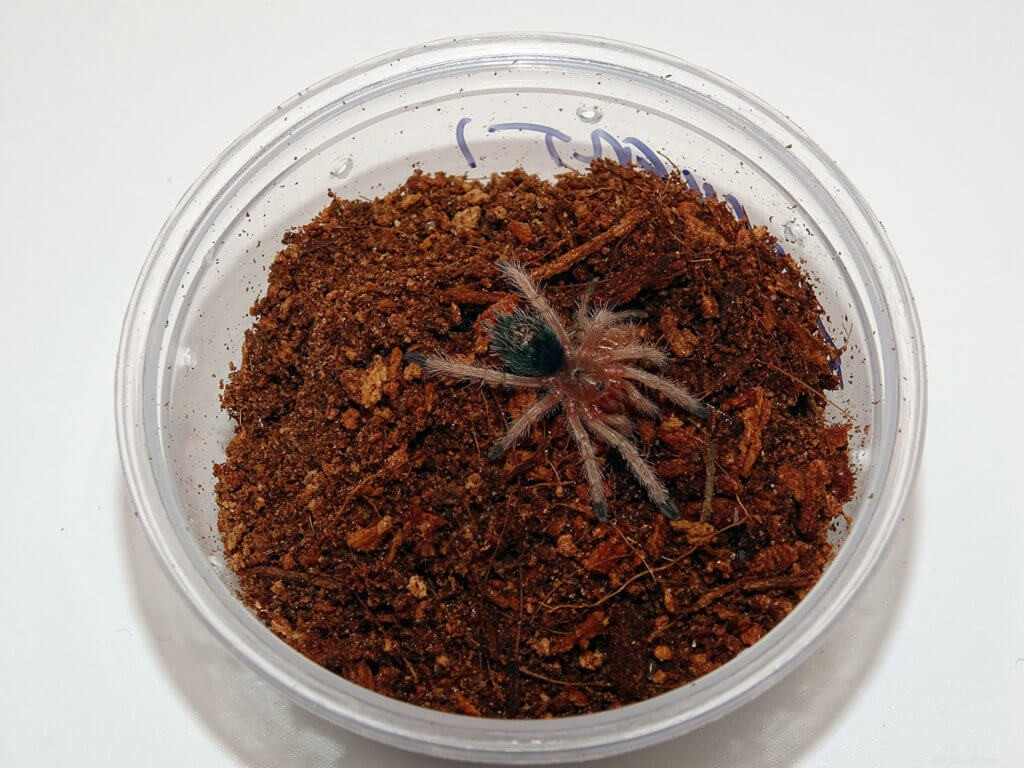 Thrixopelma ockerti (Peruvian Flame Rump): Care Guide & Highlights