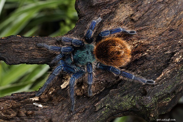 Do Tarantulas Require Heat? Key Temperature Tips for Healthy Spiders