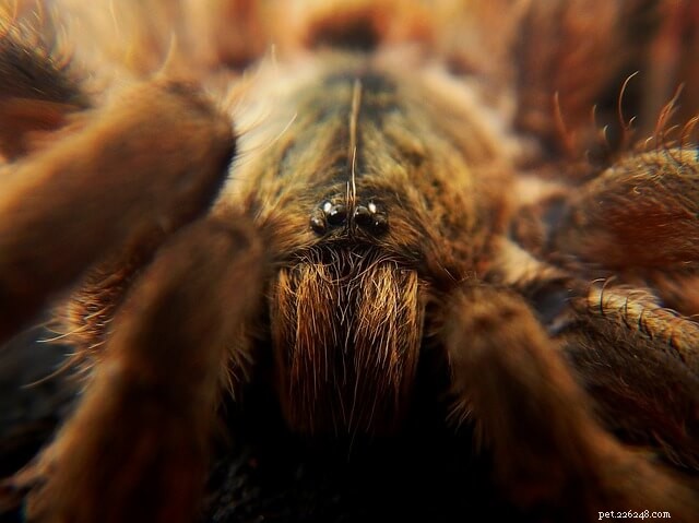 Do Tarantulas Build Webs? Exploring Their Silk Uses and Lair Construction