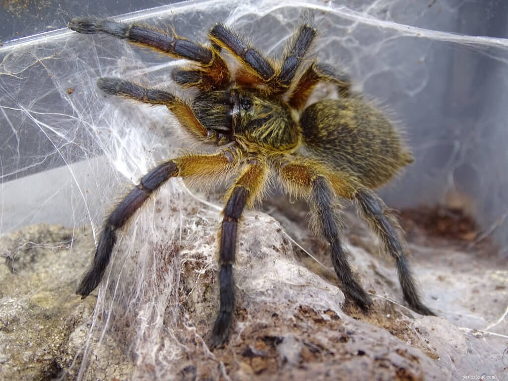 What Tarantulas Do When They’re Scared: Defensive Behaviors Explained