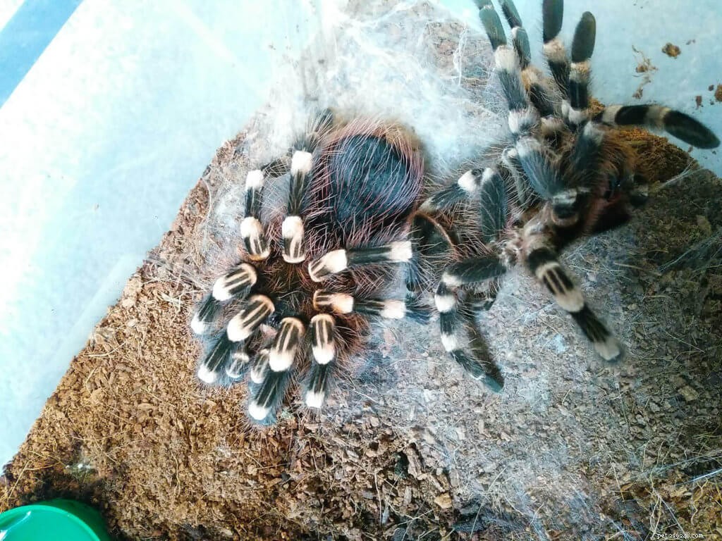 Why Tarantulas May Perish While Moulting – What You Need to Know