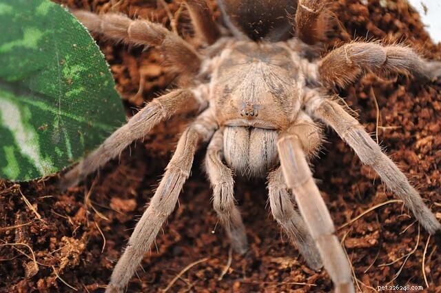 Can Tarantulas Regrow Their Legs? Understanding the Regeneration Process