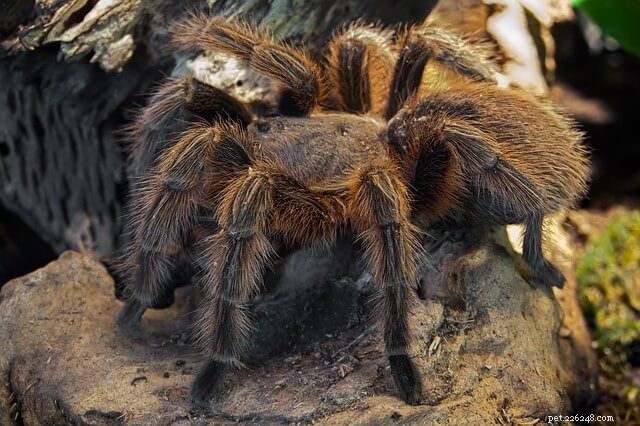 Do Tarantulas Need a Water Dish? Expert Care Guide for Happy Spiders