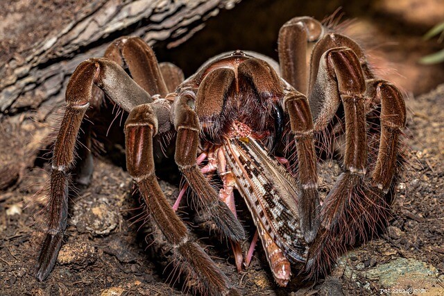 Do Tarantulas Eat Vegetables? Unveiling Their Carnivorous Diet