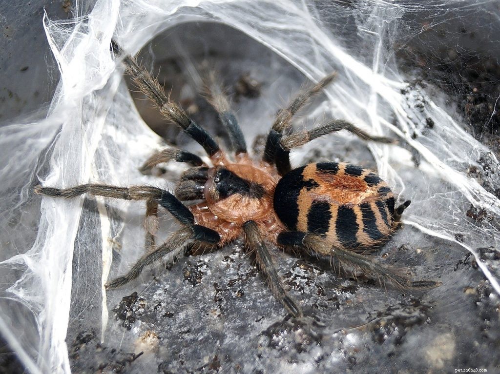 How Tarantulas Scale Glass: Microscopic Hooks and Why Secure Lids Matter
