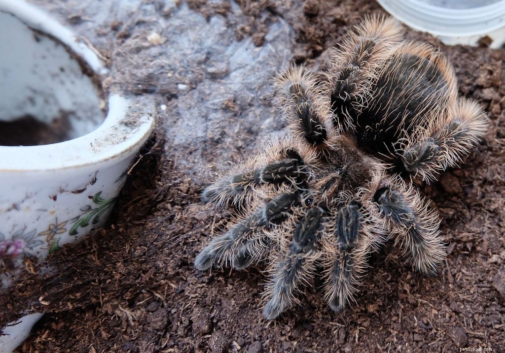 How to Tell If Your Tarantula Is Molting or Dead
