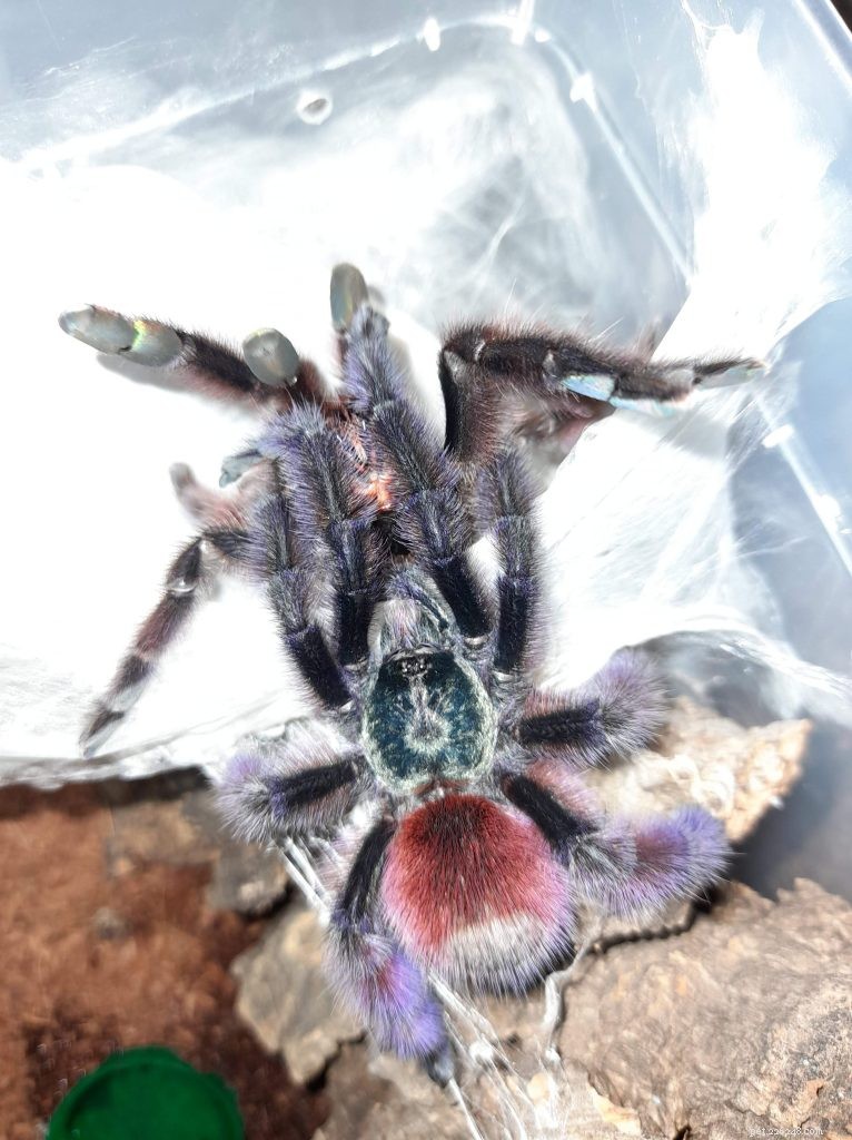 Top Docile Tarantula Species: Ideal Beginner Pets for Safe, Low‑Risk Handling