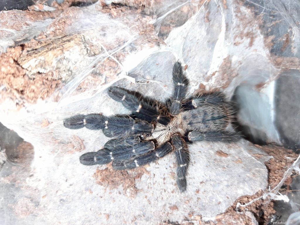 Ultimate Care Guide for Cyriopagopus sp.  Hati Hati  (Purple Earth Tiger) Tarantula