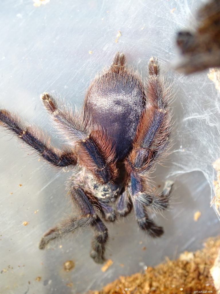 Tapinauchenius violaceus (Purple Tree Spider): Comprehensive Care Guide