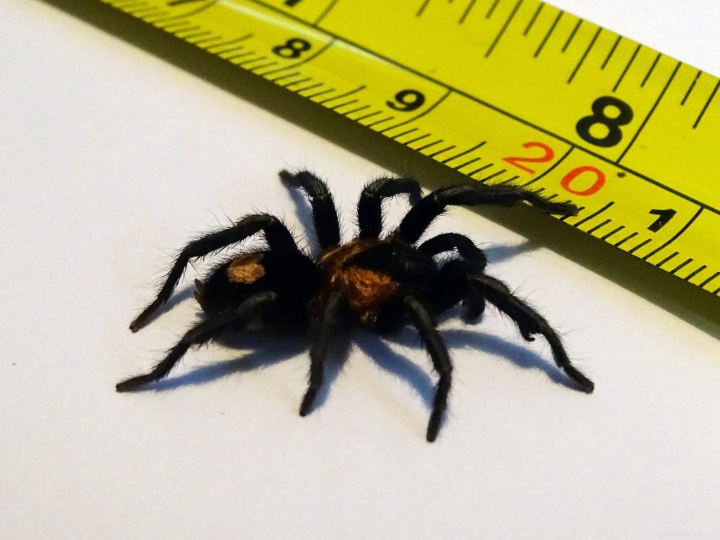 Understanding Tarantula Growth Rates: A Comprehensive Guide
