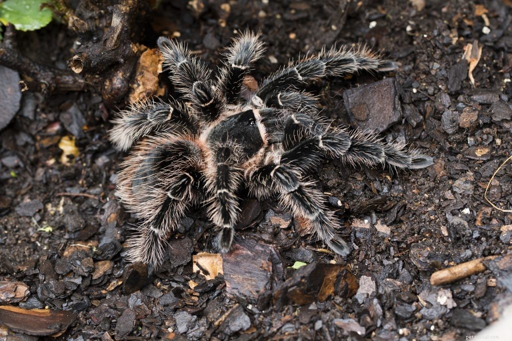 Can Tarantulas Eat Mice? Understanding Their Diet & Feeding Guidelines
