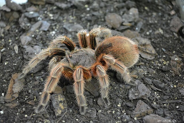 Affordable Pet Tarantulas: Find Low‑Cost Species and Setup Essentials