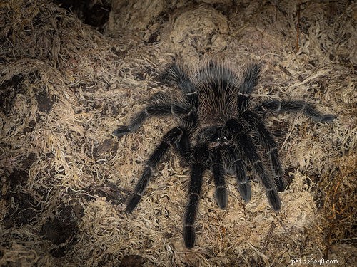 Affordable Pet Tarantulas: Find Low‑Cost Species and Setup Essentials