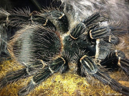Affordable Pet Tarantulas: Find Low‑Cost Species and Setup Essentials