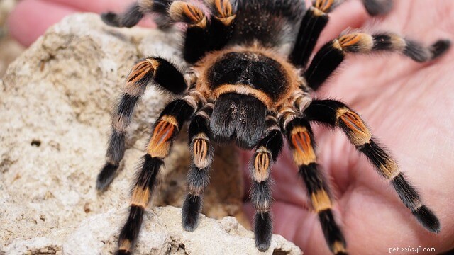 Affordable Pet Tarantulas: Find Low‑Cost Species and Setup Essentials
