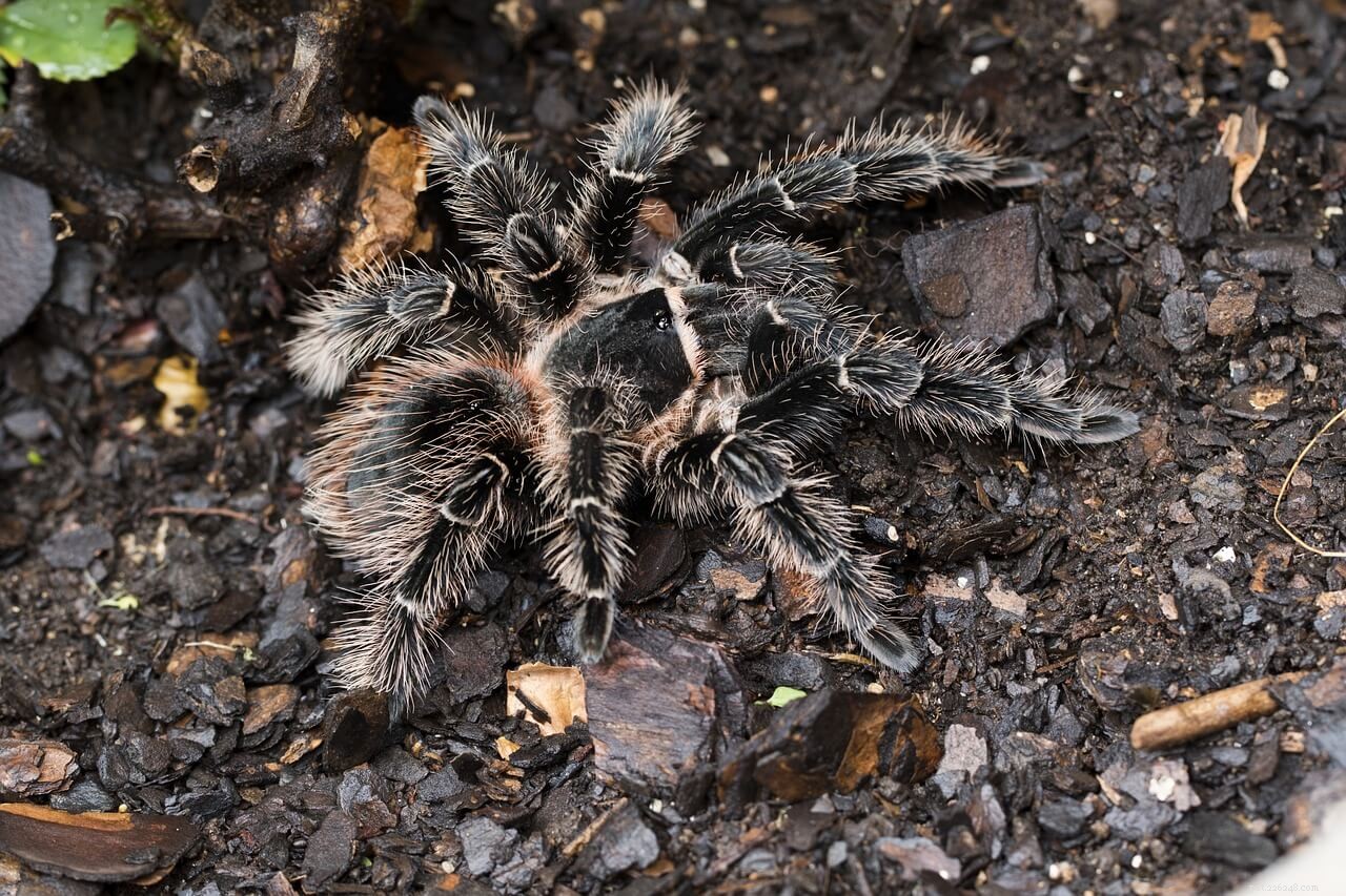 Affordable Pet Tarantulas: Find Low‑Cost Species and Setup Essentials