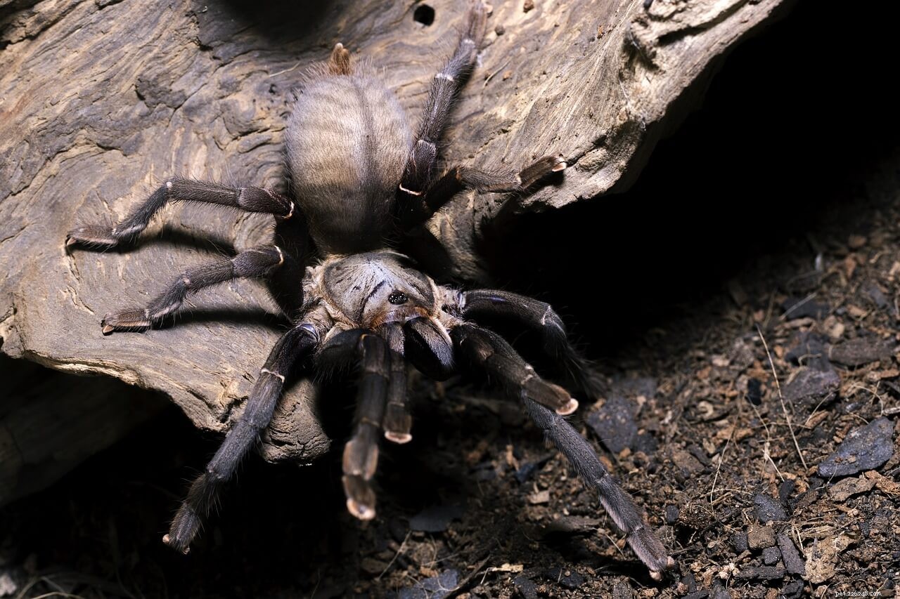 Do Tarantulas Need Water? A Guide to Their Hydration