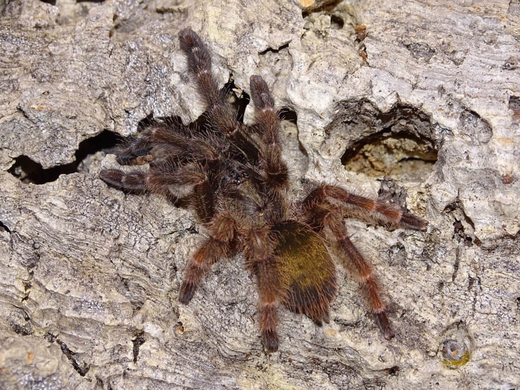 Psalmopoeus Reduncus Care Guide: Expert Tips for the Costa Rican Orange-Mouth Tarantula