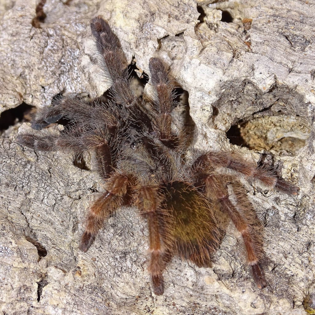 Psalmopoeus Reduncus Care Guide: Expert Tips for the Costa Rican Orange-Mouth Tarantula