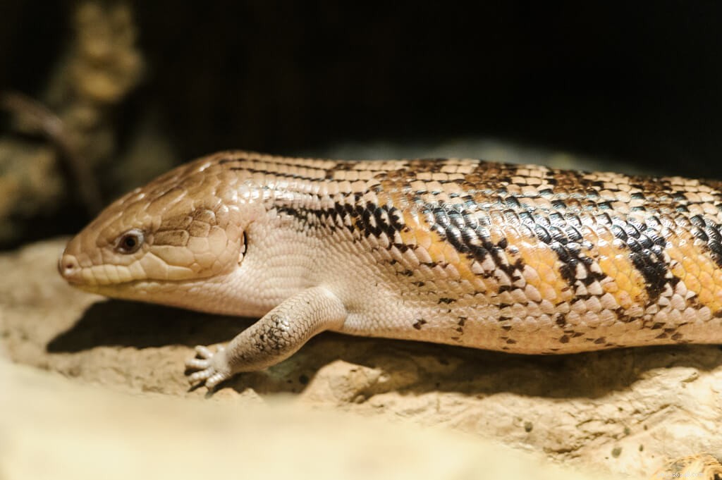 Choosing the Ideal Enclosure for Blue Tongue Skinks