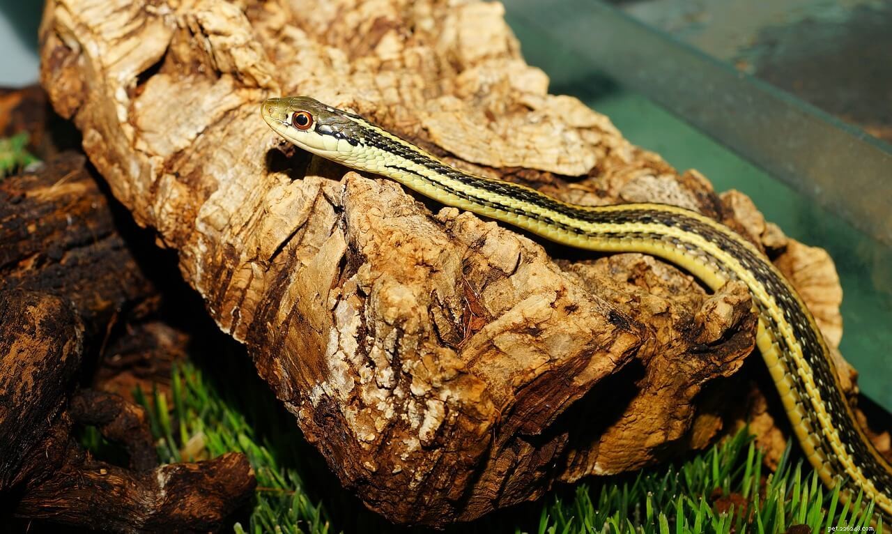 Garter Snake Size Guide: How Long Do They Grow?