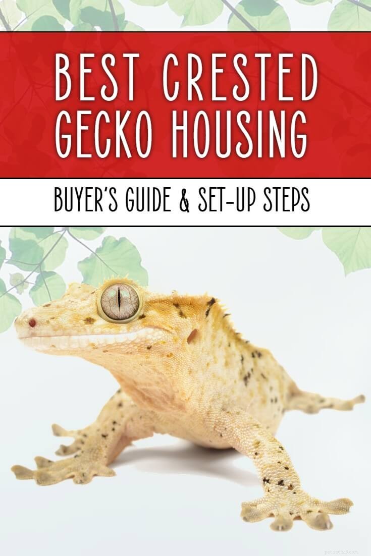 The Ultimate Guide to Premium Crested Gecko Vivariums & Cages